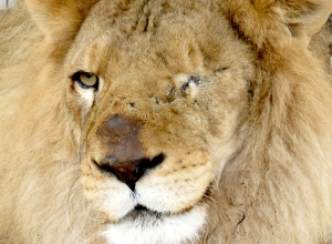fb-rescued-lion-ricardo-destined-for-africa